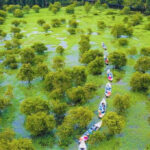 Rừng tràm trà sư