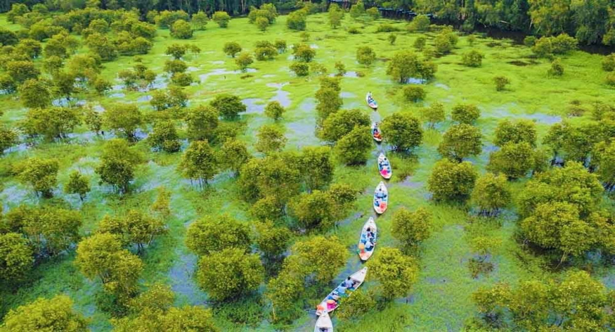 Rừng tràm trà sư